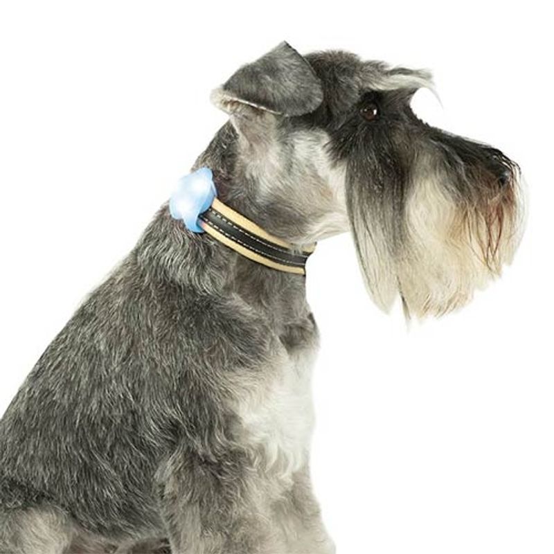 LED-LYS / Refleks For Påmontering På Hund, Ibanez