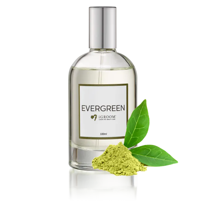 Hovedbilde Evergreen Perfume 100ml, iGROOM